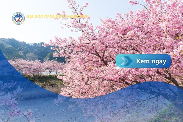 Có nên học Luật kinh tế Tại Nhật Bản? Cơ hội, thách thức và giải pháp